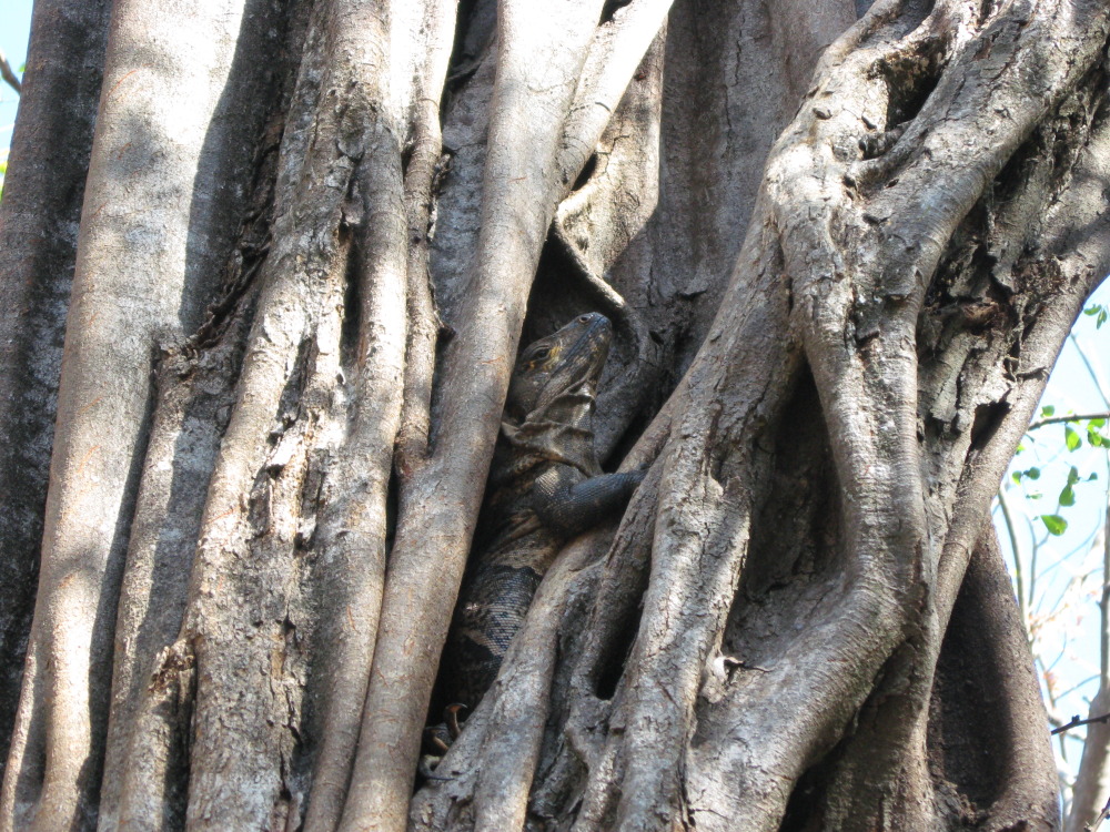 Lokation: Costa Rica | Guanacaste | Guanacaste | Kategorien: Reptilien, Datum: 07.02.2010