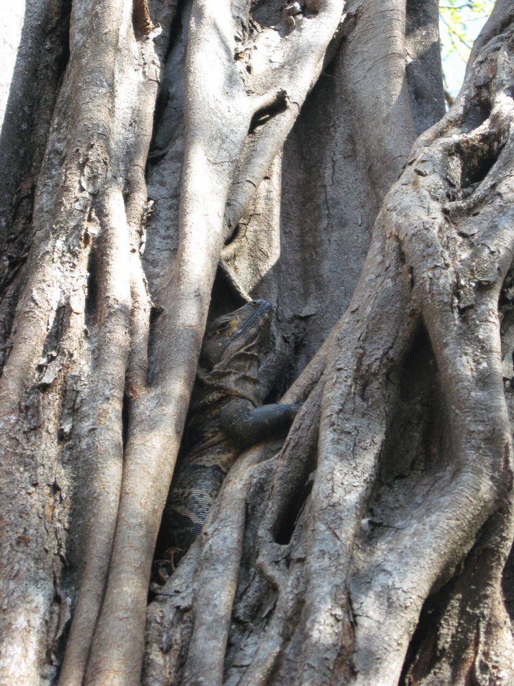 Lokation: Costa Rica | Guanacaste | Guanacaste | Kategorien: Reptilien, Datum: 07.02.2010