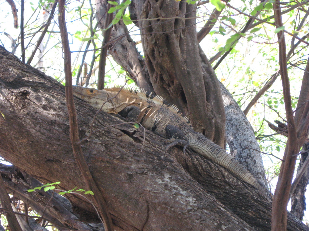Lokation: Costa Rica | Guanacaste | Guanacaste | Kategorien: Reptilien, Datum: 07.02.2010