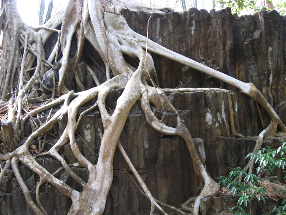 Lokation: Costa Rica | Guanacaste | Guanacaste | Kategorien: Baum, Datum: 08.02.2010