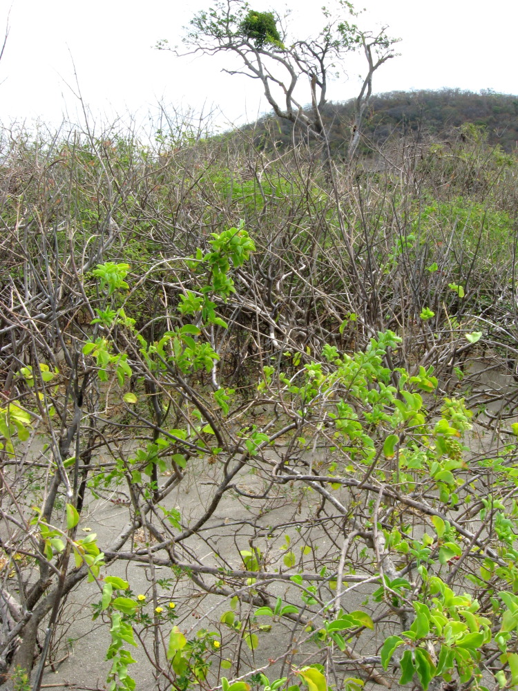 Lokation: Costa Rica | Guanacaste | Guanacaste | Kategorien: Vegetation, Datum: 08.02.2010