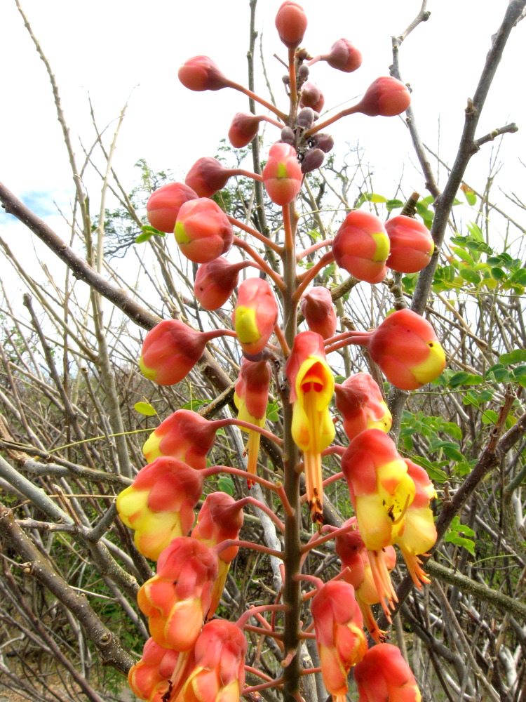 Lokation: Costa Rica | Guanacaste | Guanacaste | Kategorien: Blüte, Datum: 08.02.2010