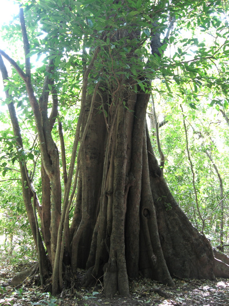 Lokation: Costa Rica | Guanacaste | Guanacaste | Kategorien: Vegetation, Datum: 08.02.2010
