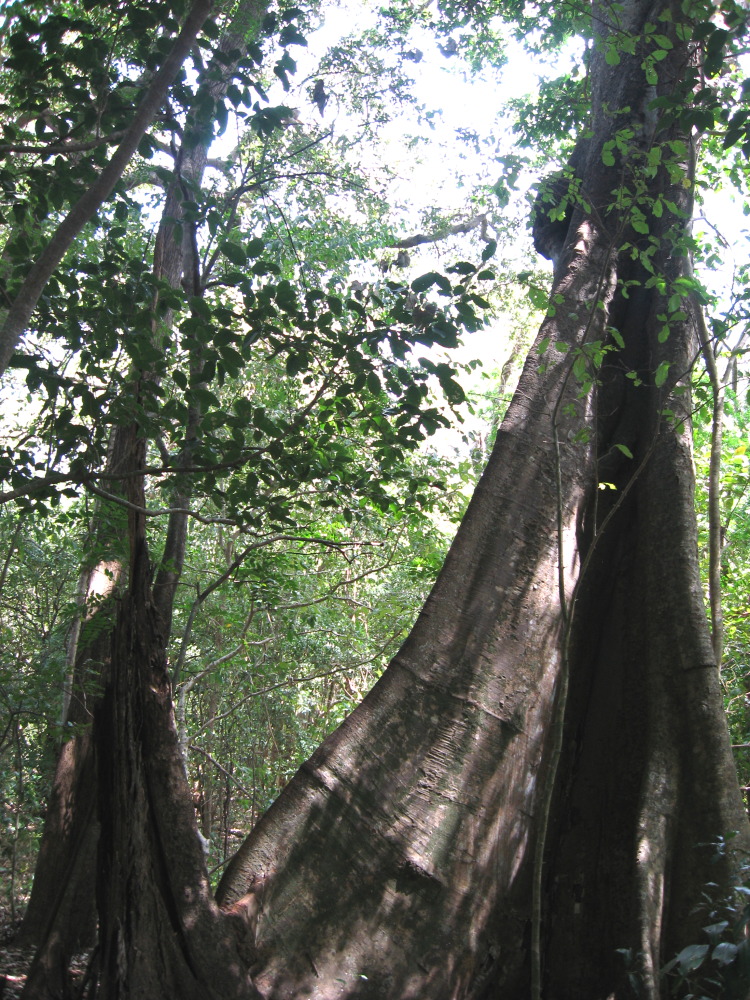 Lokation: Costa Rica | Guanacaste | Guanacaste | Kategorien: Vegetation, Datum: 08.02.2010