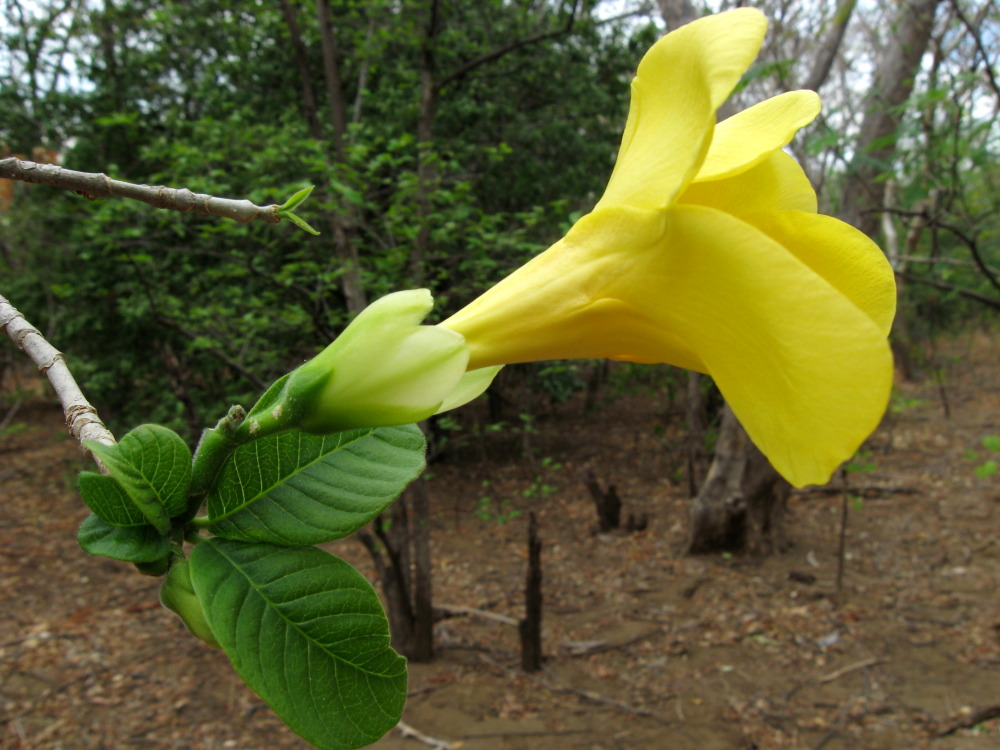 Lokation: Costa Rica | Guanacaste | Guanacaste | Kategorien: Blüte, Datum: 08.02.2010