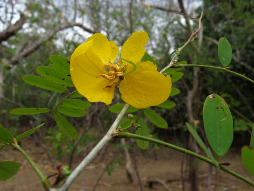 Lokation: Costa Rica | Guanacaste | Guanacaste | Kategorien: Blüte, Datum: 08.02.2010