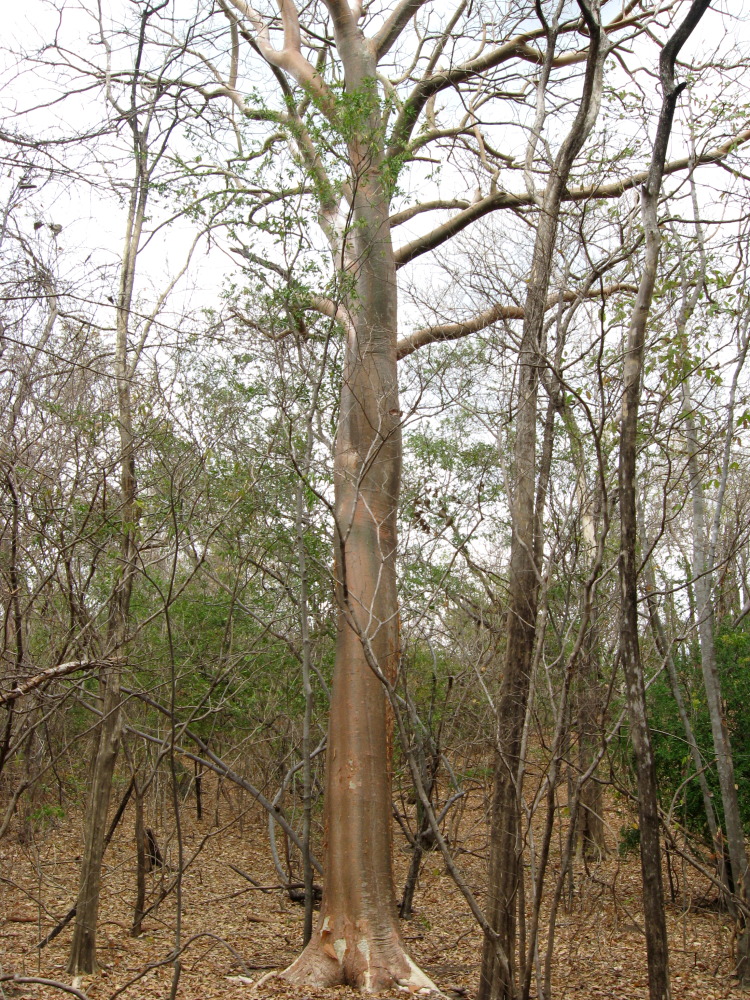 Lokation: Costa Rica | Guanacaste | Guanacaste | Kategorien: Baum, Datum: 08.02.2010