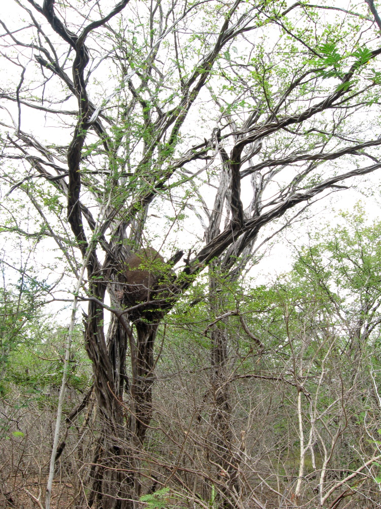 Lokation: Costa Rica | Guanacaste | Guanacaste | Kategorien: Baum, Datum: 08.02.2010