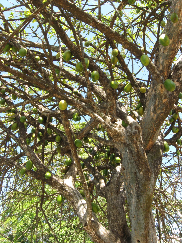 Crescentia alata, Lokation: Costa Rica | Guanacaste | Liberia | Kategorien: Baum, Familie: Bignoniaceae (Bignoniengewächse), Datum: 10.02.2010