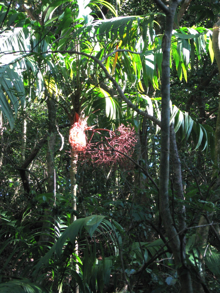 Lokation: Costa Rica | Guanacaste | Tanques | Kategorien: Habitus, Datum: 10.02.2010