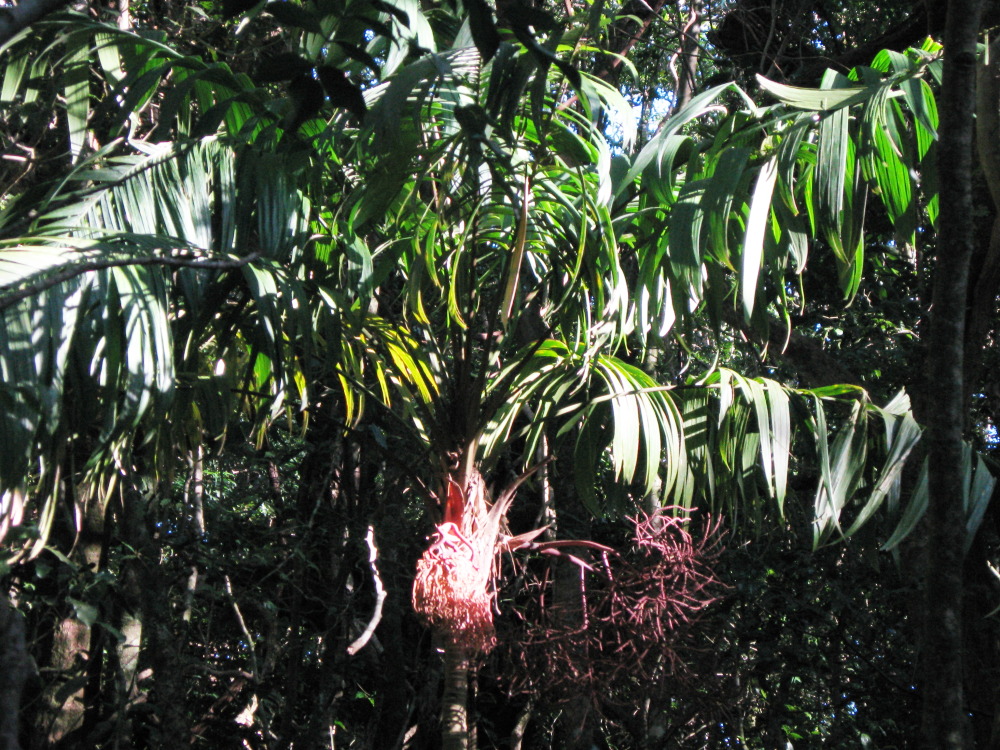 Lokation: Costa Rica | Guanacaste | Tanques | Kategorien: Habitus, Datum: 10.02.2010