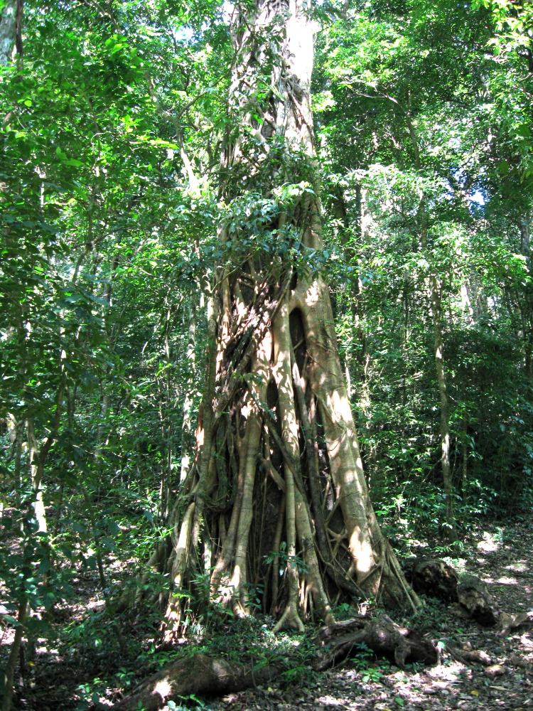 Kategorien: Baum, Datum: 11.02.2010