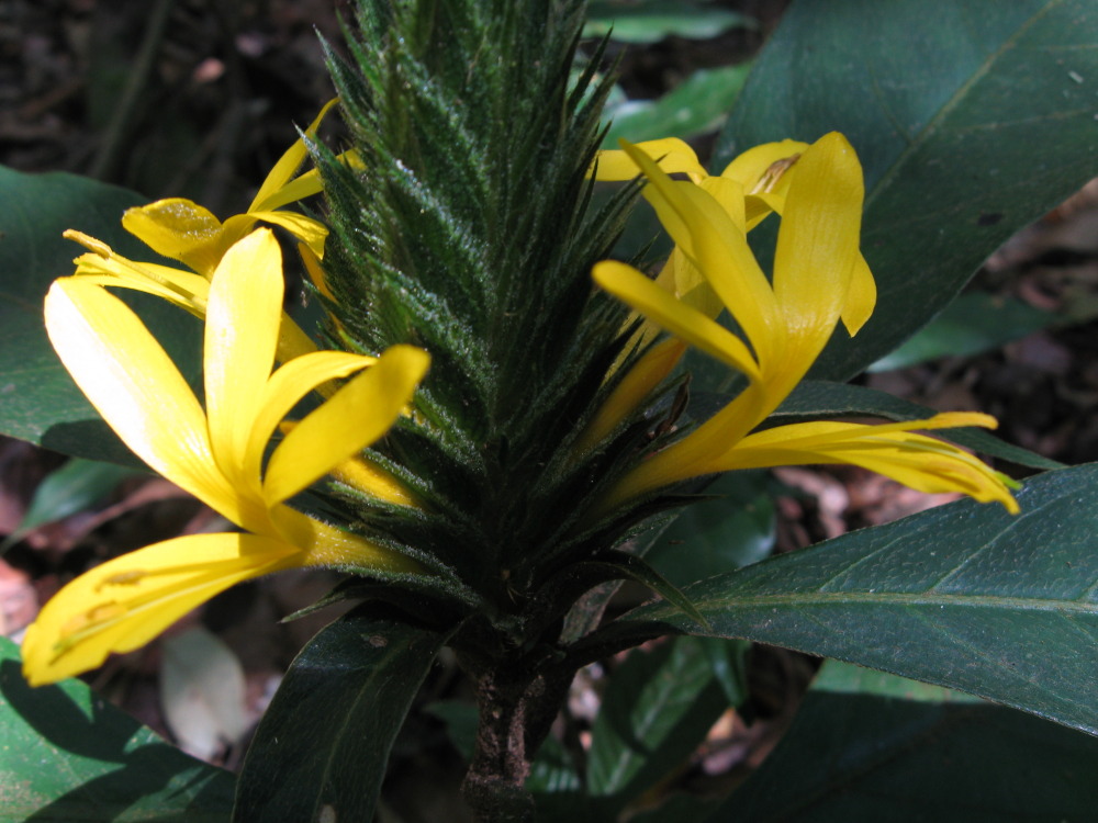 Lokation: Costa Rica | Guanacaste | Tanques | Kategorien: Blüte, Datum: 12.02.2010