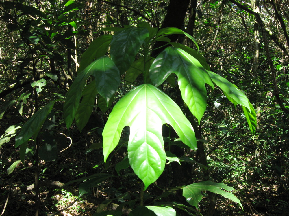 Lokation: Costa Rica | Guanacaste | Tanques | Kategorien: Blatt, Datum: 12.02.2010
