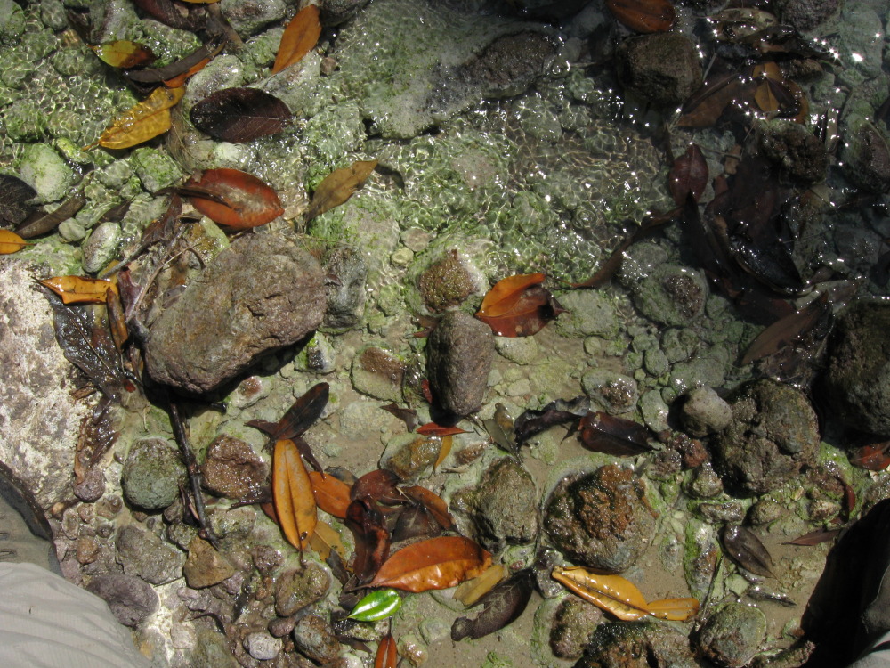 Lokation: Costa Rica | Guanacaste | Tanques | Kategorien: Geologie, Datum: 12.02.2010