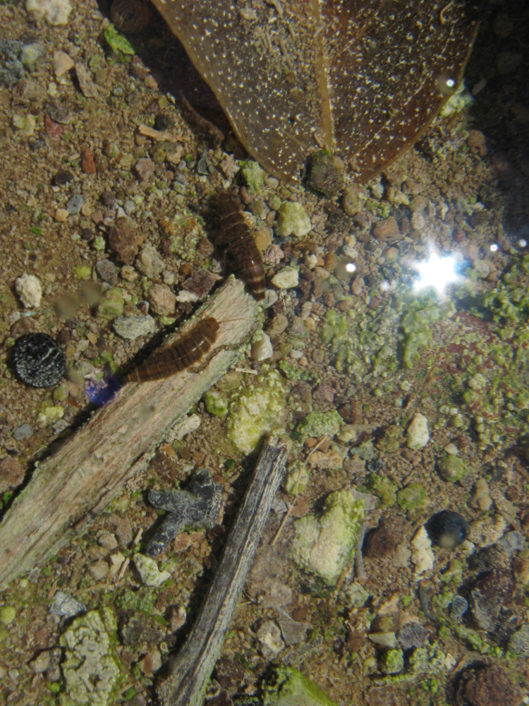 Lokation: Costa Rica | Guanacaste | Tanques | Kategorien: Geologie, Datum: 12.02.2010
