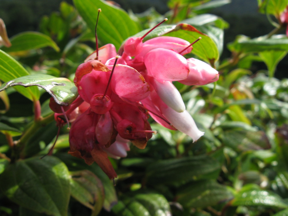Lokation: Costa Rica | Guanacaste | Hacienda Santa María | Kategorien: Blüte, Datum: 13.02.2010