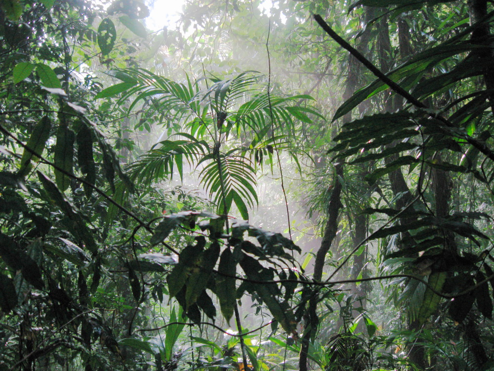 Lokation: Costa Rica | San José | Carrillo | Kategorien: Wald, Datum: 17.02.2010