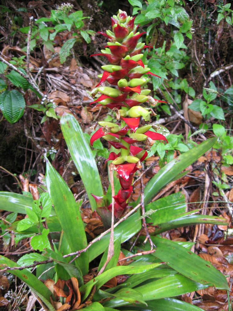 Lokation: Costa Rica | Heredia | Porrosatí | Kategorien: Habitus, Datum: 17.02.2010