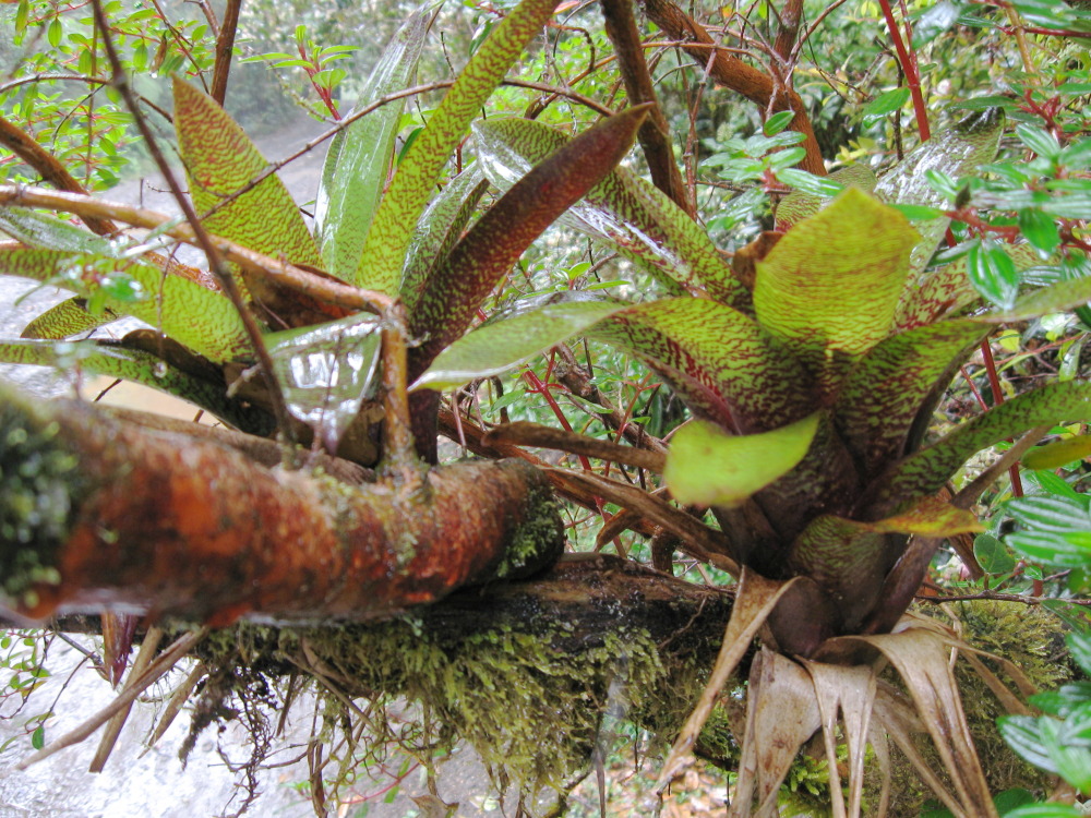 Lokation: Costa Rica | Heredia | Porrosatí | Kategorien: Habitus, Datum: 17.02.2010