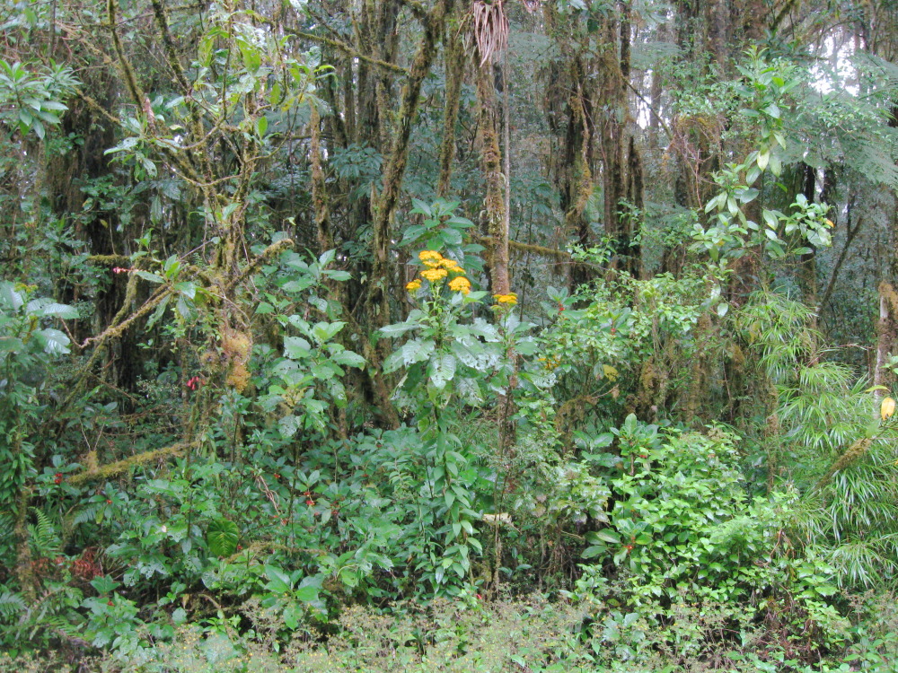 Senecio cooperi, Lokation: Costa Rica | Heredia | Porrosatí | Kategorien: Habitus, Familie: Asteraceae (Korbblütler ), Datum: 17.02.2010