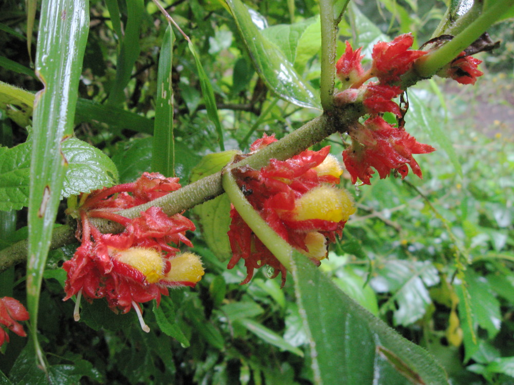 Lokation: Costa Rica | Heredia | Porrosatí | Kategorien: Blüte, Datum: 17.02.2010