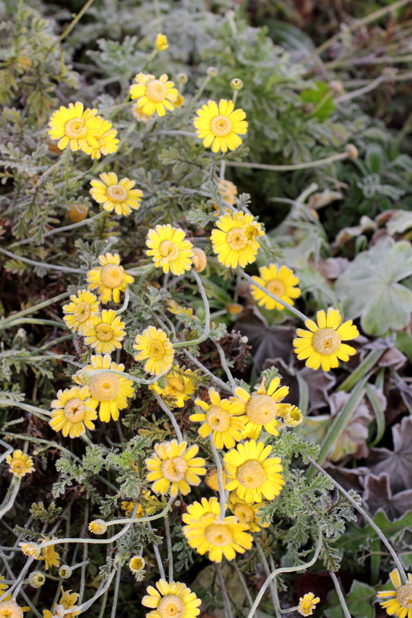 Lokation: Deutschland | Nordrhein-Westfalen | Bergisch Gladbach | Rodemich Kategorien: Naturgarten, Datum: 21.11.2010