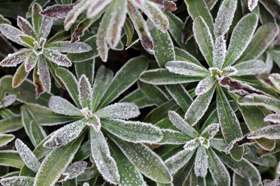 Lokation: Deutschland | Nordrhein-Westfalen | Bergisch Gladbach | Rodemich Kategorien: Naturgarten, Datum: 21.11.2010