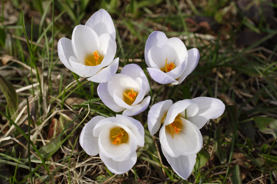 Lokation: Deutschland | Nordrhein-Westfalen | Bergisch Gladbach | Rodemich Kategorien: Naturgarten, Datum: 18.03.2010