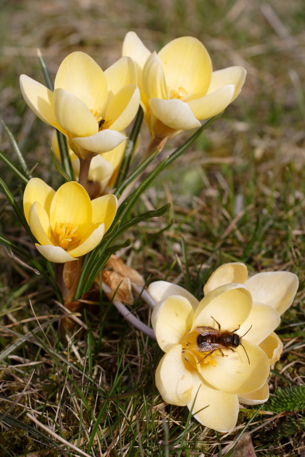 Lokation: Deutschland | Nordrhein-Westfalen | Bergisch Gladbach | Rodemich Kategorien: Naturgarten, Datum: 18.03.2010