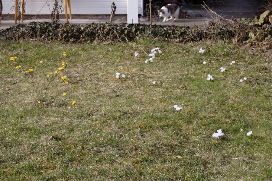 Lokation: Deutschland | Nordrhein-Westfalen | Bergisch Gladbach | Rodemich Kategorien: Naturgarten, Datum: 18.03.2010