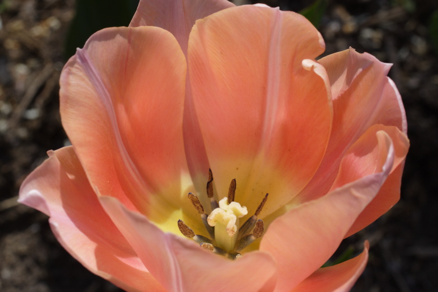 Lokation: Deutschland | Nordrhein-Westfalen | Bergisch Gladbach | Rodemich Kategorien: Garten, Datum: 23.04.2010