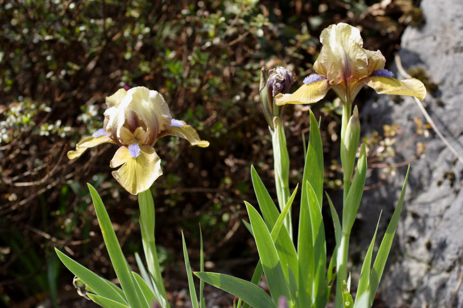 Lokation: Deutschland | Nordrhein-Westfalen | Köln | Riehl Kategorien: Garten, Datum: 28.04.2010