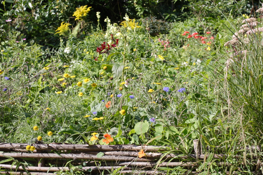 Lokation: Deutschland | Nordrhein-Westfalen | Bergisch Gladbach | Rodemich Kategorien: Naturgarten, Datum: 21.08.2010