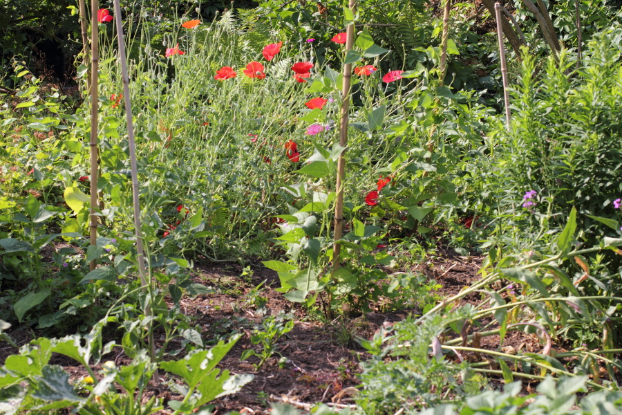 Lokation: Deutschland | Nordrhein-Westfalen | Bergisch Gladbach | Rodemich Kategorien: Permakultur, Datum: 04.06.2011
