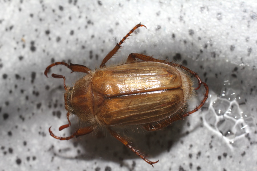 Lokation: Deutschland | Nordrhein-Westfalen | Bergisch Gladbach | Rodemich Kategorien: Käfer, Datum: 07.06.2011