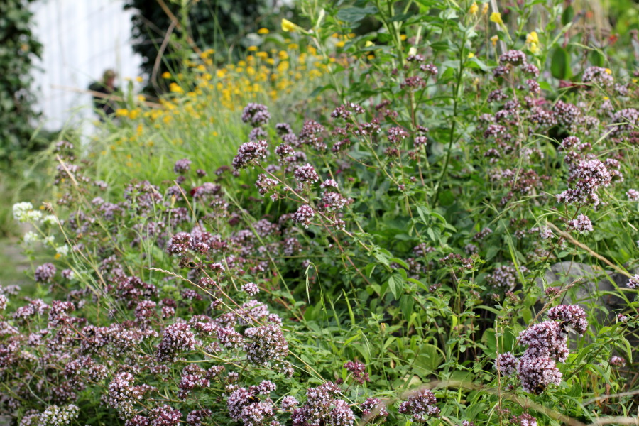 Lokation: Deutschland | Nordrhein-Westfalen | Bergisch Gladbach | Rodemich Kategorien: Naturgarten, Datum: 03.07.2011