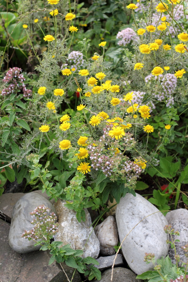 Lokation: Deutschland | Nordrhein-Westfalen | Bergisch Gladbach | Rodemich Kategorien: Naturgarten, Datum: 03.07.2011
