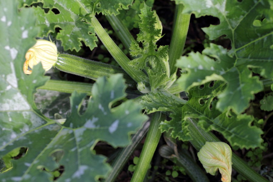 Lokation: Deutschland | Nordrhein-Westfalen | Bergisch Gladbach | Rodemich Kategorien: Permakultur, Datum: 03.07.2011