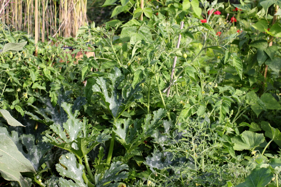 Lokation: Deutschland | Nordrhein-Westfalen | Bergisch Gladbach | Rodemich Kategorien: Permakultur, Datum: 03.07.2011