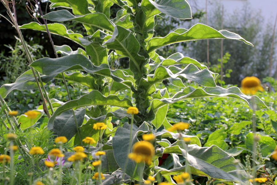 Lokation: Deutschland | Nordrhein-Westfalen | Bergisch Gladbach | Rodemich Kategorien: Naturgarten, Datum: 03.07.2011