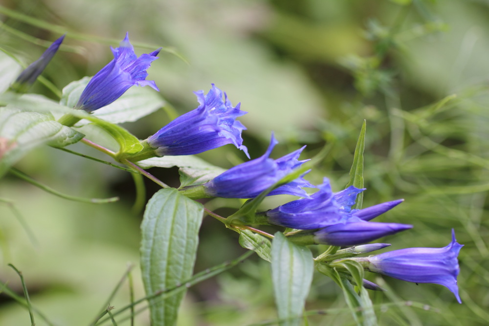 Lokation: Österreich | Kärnten | Vellach-Bela | Zauchen Kategorien: Blüte, Datum: 20.08.2011