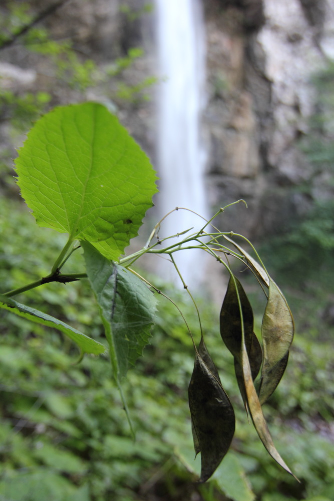 Lokation: Österreich | Kärnten | Wildenstein | Wildenstein Kategorien: Wasserfall, Datum: 20.08.2011