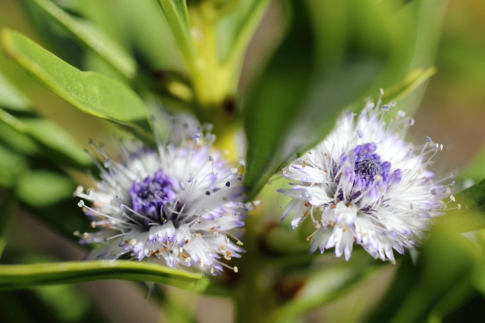 Globularia salicina, Lokation: Spanien | Canarias | Teno | Teno Kategorien: Blüte, Familie: Plantaginaceae (Wegerichgewächse ), Datum: 26.02.2011