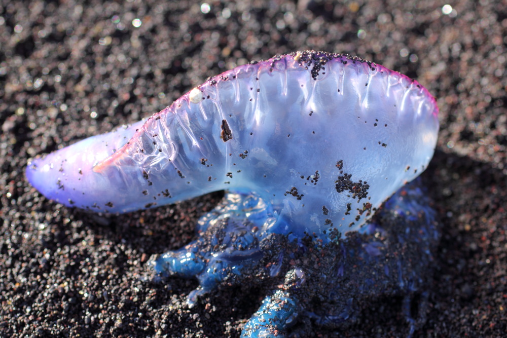 Lokation: Spanien | Canarias | Afur | Taborno Kategorien: Tiere, Datum: 08.03.2011