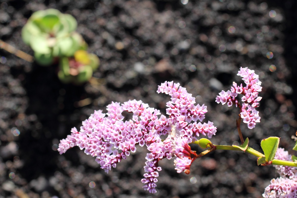 Lokation: Spanien | Canarias | Afur | Taborno Kategorien: Blüte, Datum: 08.03.2011