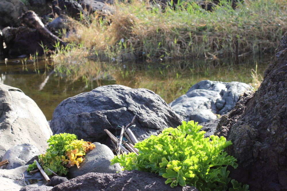 Lokation: Spanien | Canarias | Afur | Taborno Kategorien: Felsen, Datum: 08.03.2011
