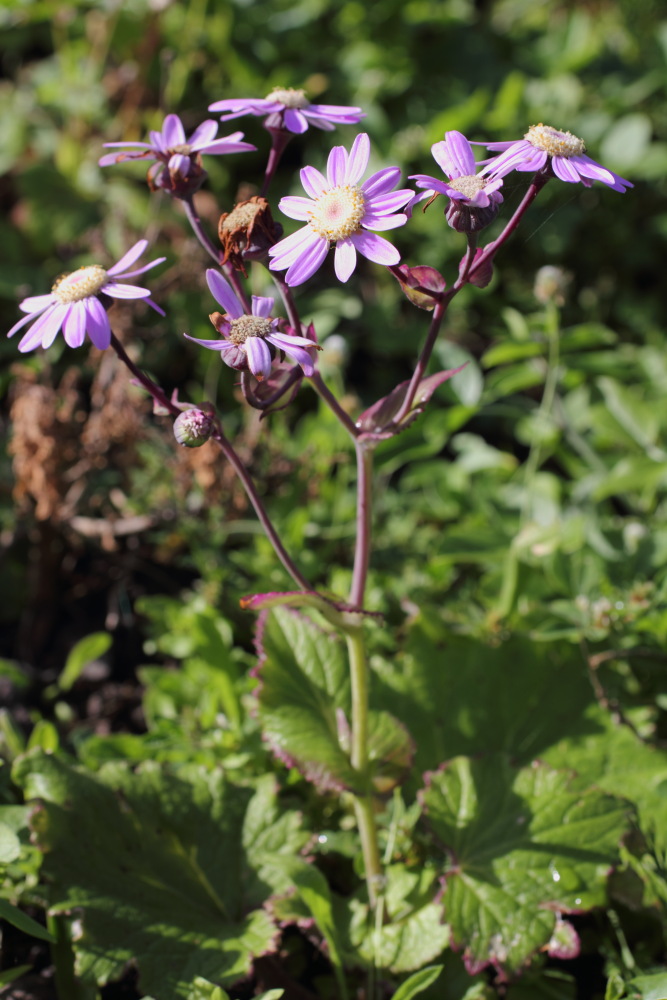Pericallis tussilaginis, Lokation: Spanien | Canarias | Afur | Taborno Kategorien: Habitus, Familie: Asteraceae (Korbblütler ), Datum: 08.03.2011