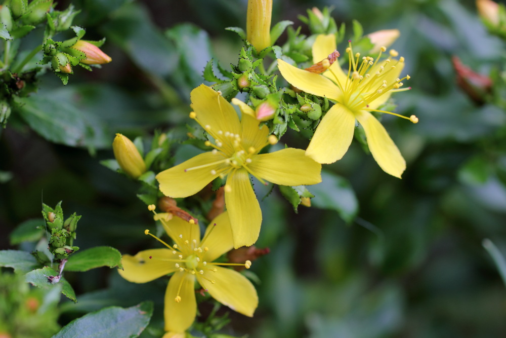 Hypericum glandulosum, Lokation: Spanien | Canarias | Lomo De Las Bodegas | Las Palmas Kategorien: Blüte, Familie: Hypericaceae (Johanniskrautgewächse ), Datum: 09.03.2011