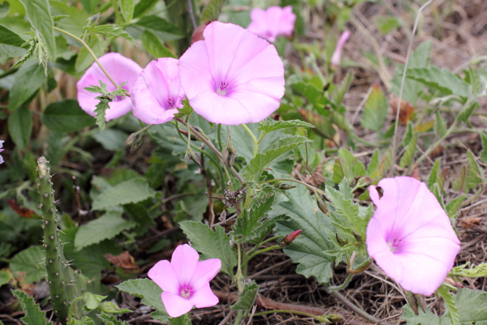 Convolvulus althaeoides, Lokation: Spanien | Canarias | San Juan (Granadilla) | Granadilla de Abona Kategorien: Blüte, Familie: Convolvulaceae (Windengewächse ), Datum: 13.03.2011